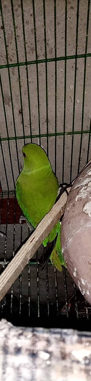 All Kind Off Parrot 0