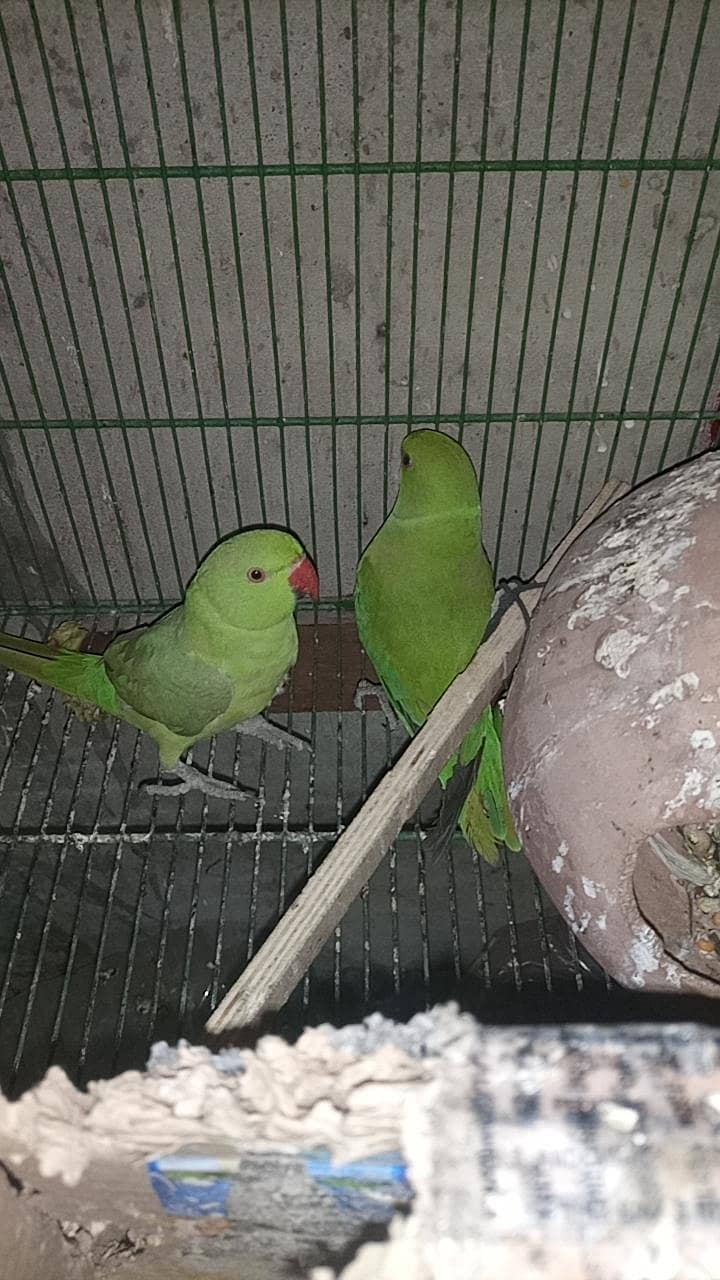 All Kind Off Parrot 1