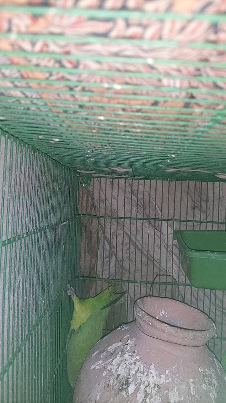 All Kind Off Parrot 2