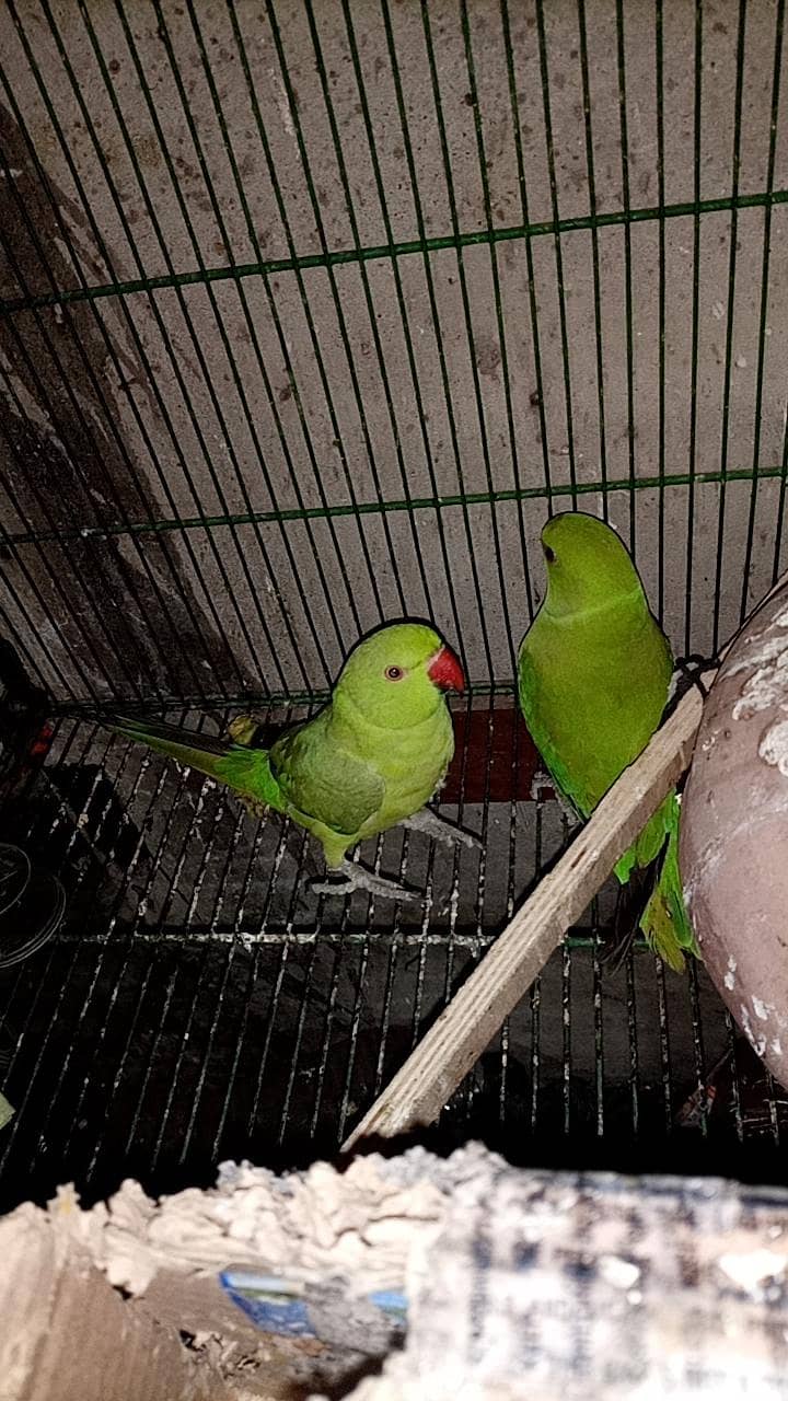 All Kind Off Parrot 4