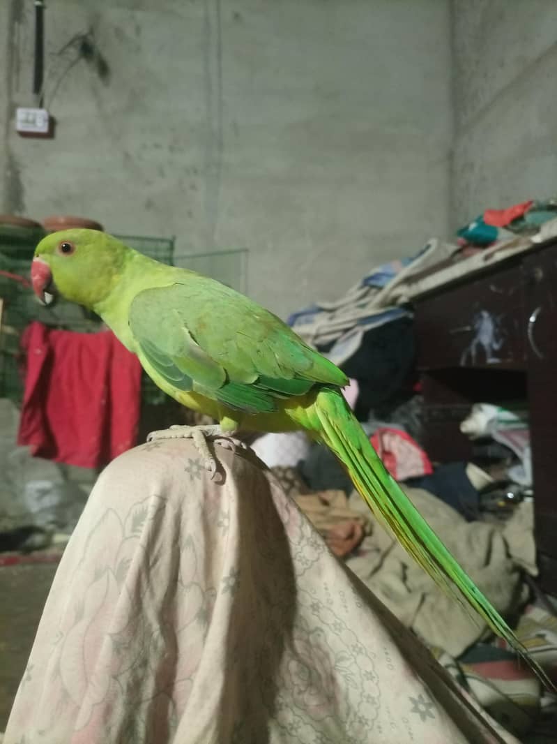 All Kind Off Parrot 5