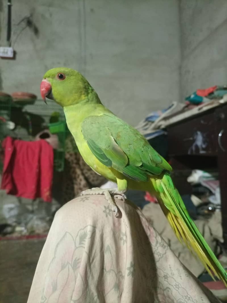 All Kind Off Parrot 6