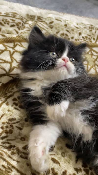 Male Persian Picky Face