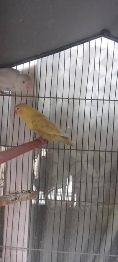 PARBLUE PASTEL INO X BLUE PASTEL INO SRED EYE SPLITE