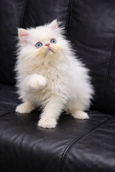 Top CFA Bloodline Peke kittens available