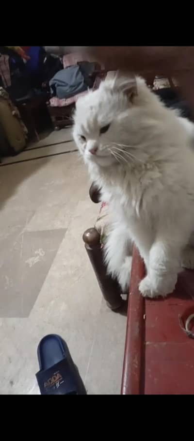 Persian Male Cat For sale