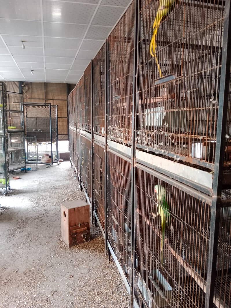 cages for big birds 0