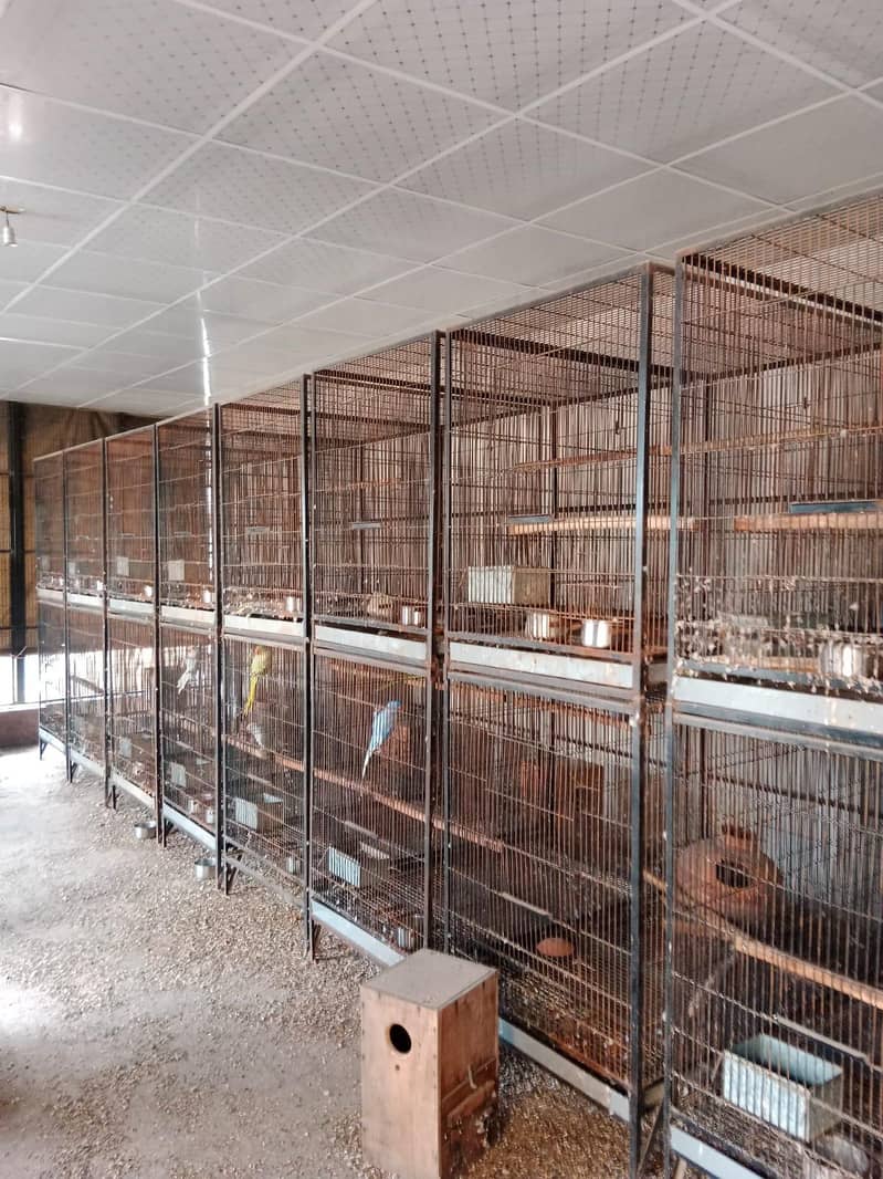 cages for big birds 2