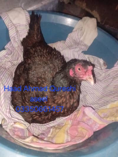 kurak aseel murgi available 03350661457