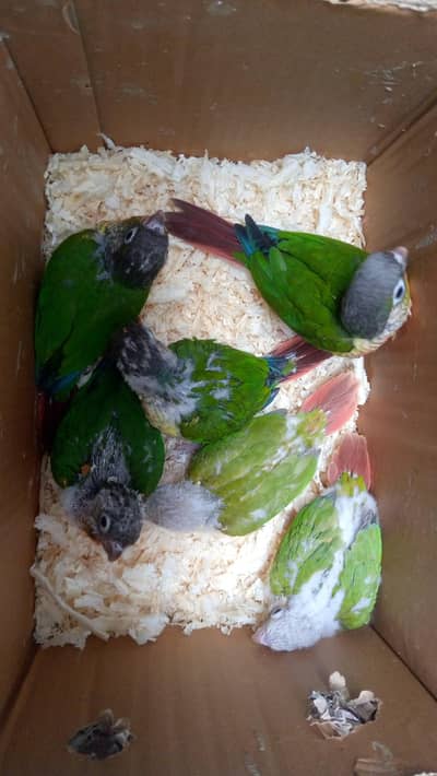 RS- 4500 Conure chicks available for sale 4500 per piece Ha