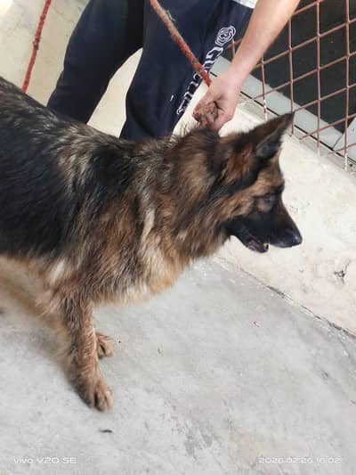 long court german shepherd black mask