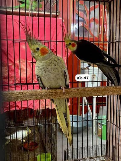 coctail breader pair exbition