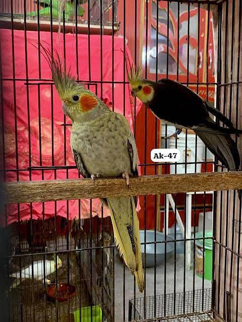 coctail breader pair exbition 0