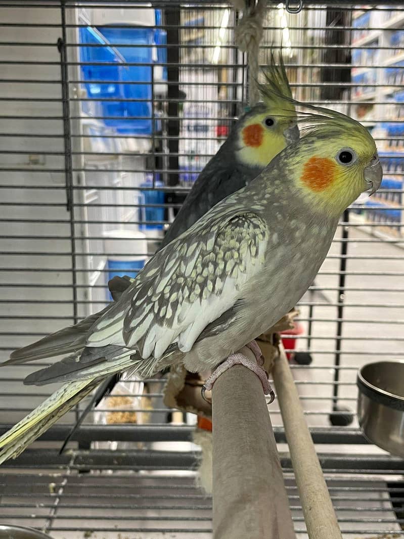 coctail breader pair exbition 1