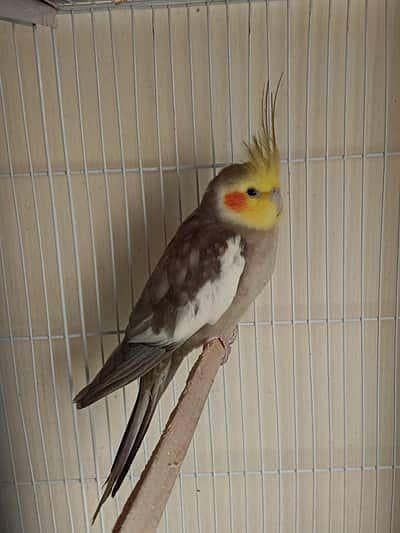 coctail breader pair exbition 2