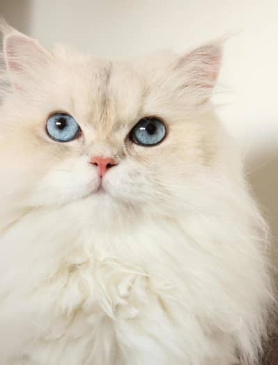 03155553940.   vaccinated cat hai   full friendly hai. urgent sale kar