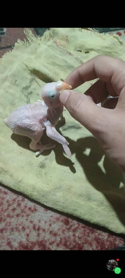 Raw Parrot chick for sale.