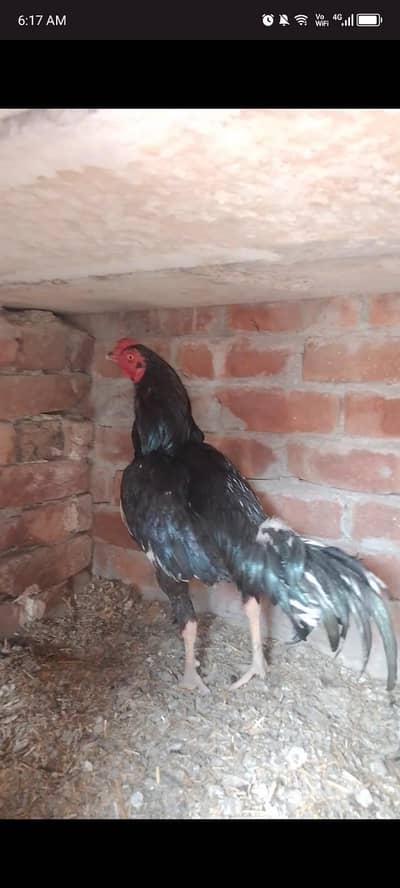 mianwali lasani cross in jaranwala