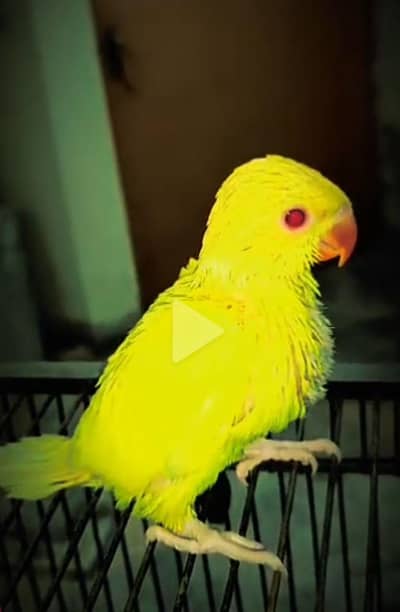 Yellow Jambo Size male chick