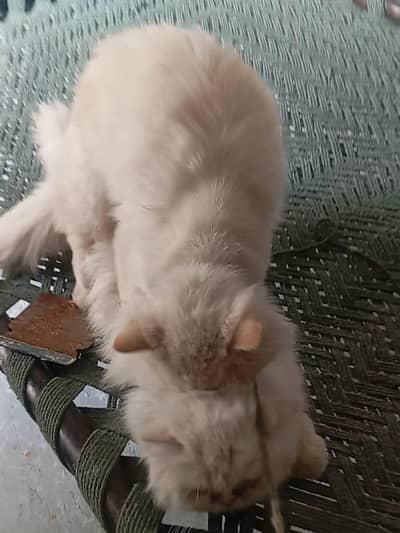 breeder blue eyes male for sale long hair little train