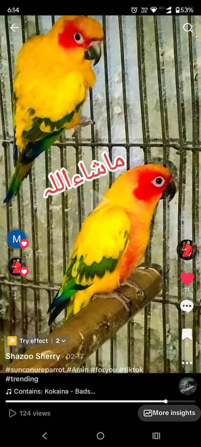 Sun conure High Red Factor Breeder Pair with DNA