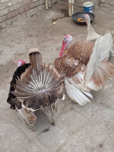 2 male 1 female  turkey birds
