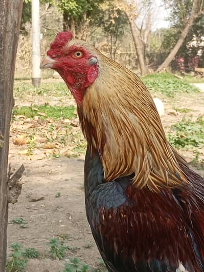 special aseel Mianwali Patha