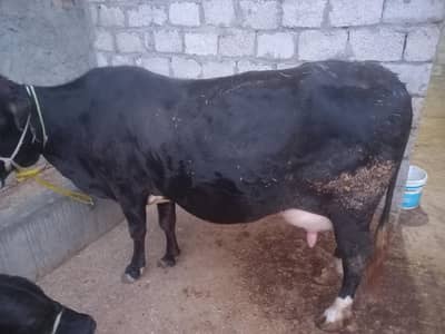pregnant cow available  for sale