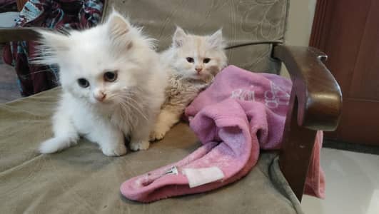 Persian Kittens for sale