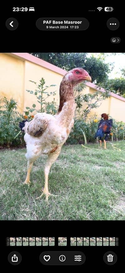 Aseel Shamo Exchange possible with pigeons parrots