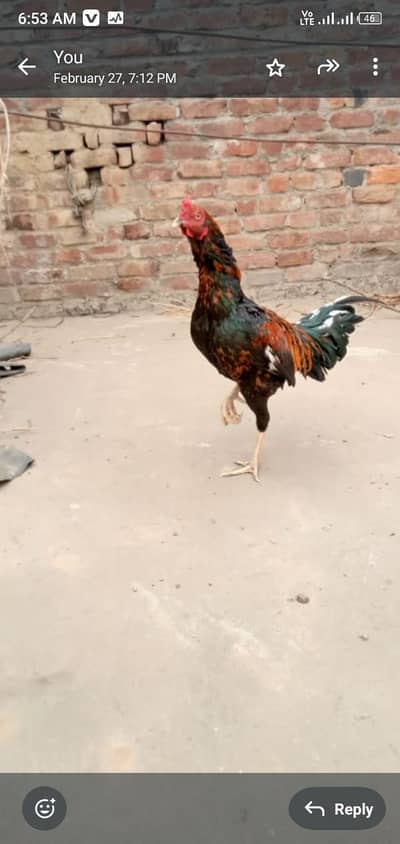 aseel mianwali murga