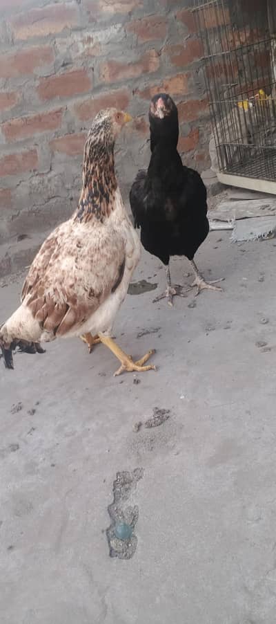 Mian wali assel 2 female 1 male