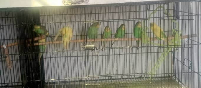 budgies