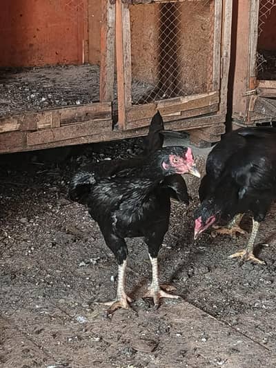 Aseel Murghi Andon par Ready - Strong Bloodline