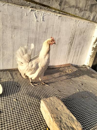 Egg laying guarantee hogi