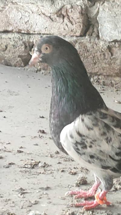 breader male for sale