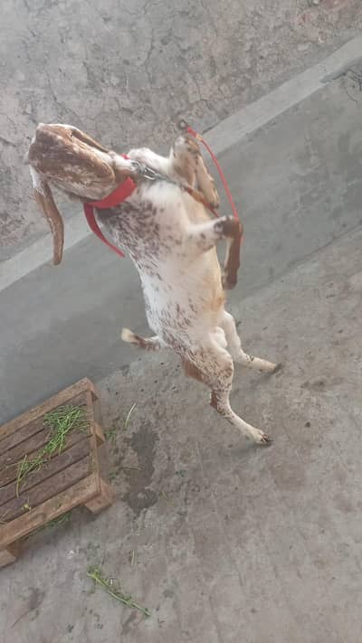 Makhi cheena bakra for Qurbani 2026