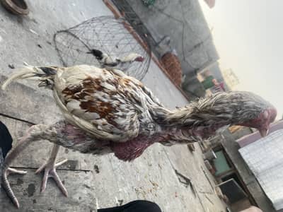 Zehreela saleta patha