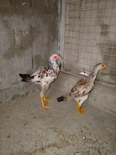 Aseel Pathay In Good Quality