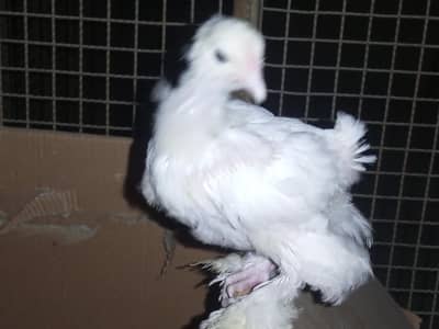 white heavy buff Cochin  chick age 40days old