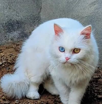 Persian female heat cat for sale 15 months age 03094100772