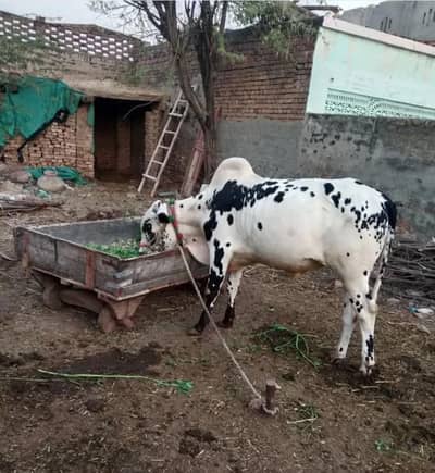 ghr main pahle hue cow for sale