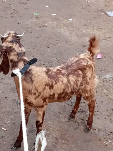 2 commando puar khassi bakra urgent sale