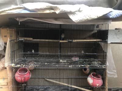 lutino lovebirds with cage