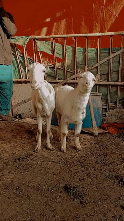 Goats for sale