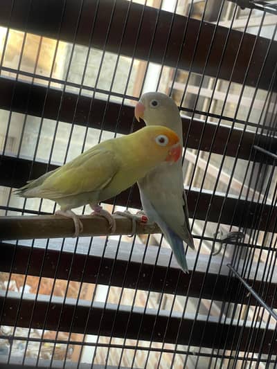Lovebirds