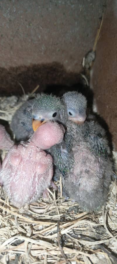 lovebird baby for sale