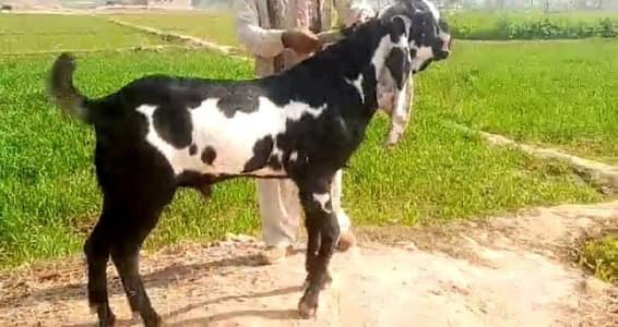 desi Bakra for sale 03405796364