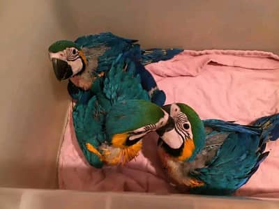 belu macaw parrot chicks for sale 03123226259