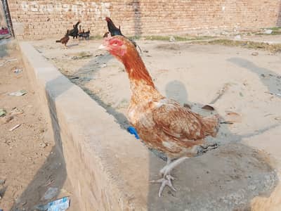 ASEEL HEN WITH 3 EGGS 1 ANKH NI HA